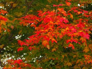 Bright red maple leaves