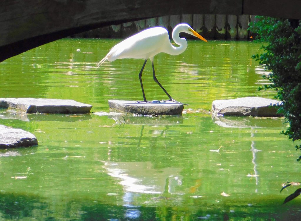 Egret on a rock, spotted underneath a bridge