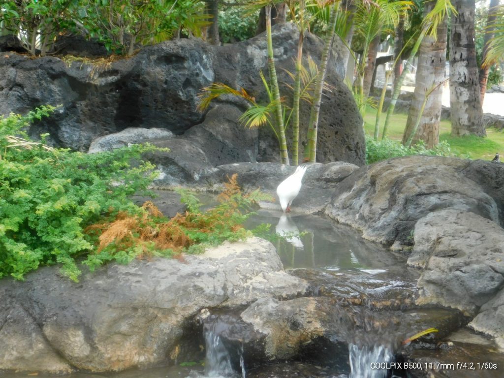 White rock pigeon drinking from a small pond on Oahu, during my first travel with MS