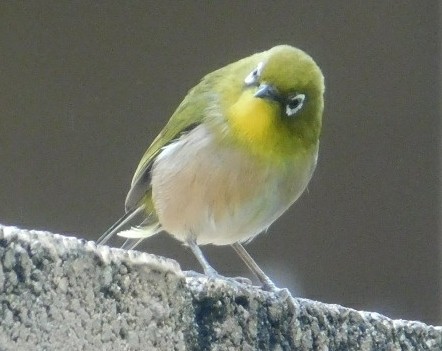 Japanese white eye, the most common bird in Hawai'i