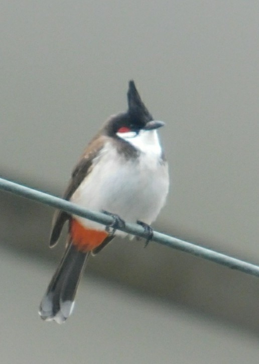 Hawaii birds: a red-whiskered bulbul on a wire in Honolulu. 