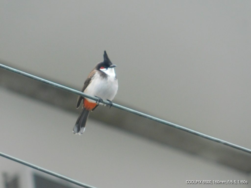 redwhiskered bulbul bird.