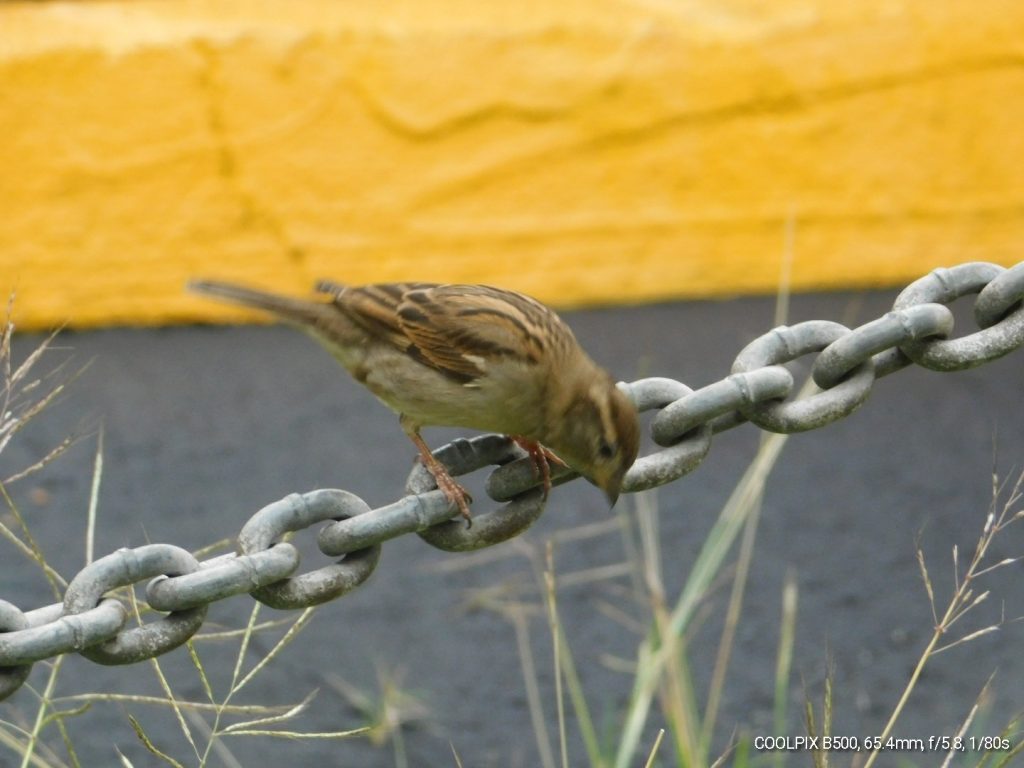 small song bird on a chain