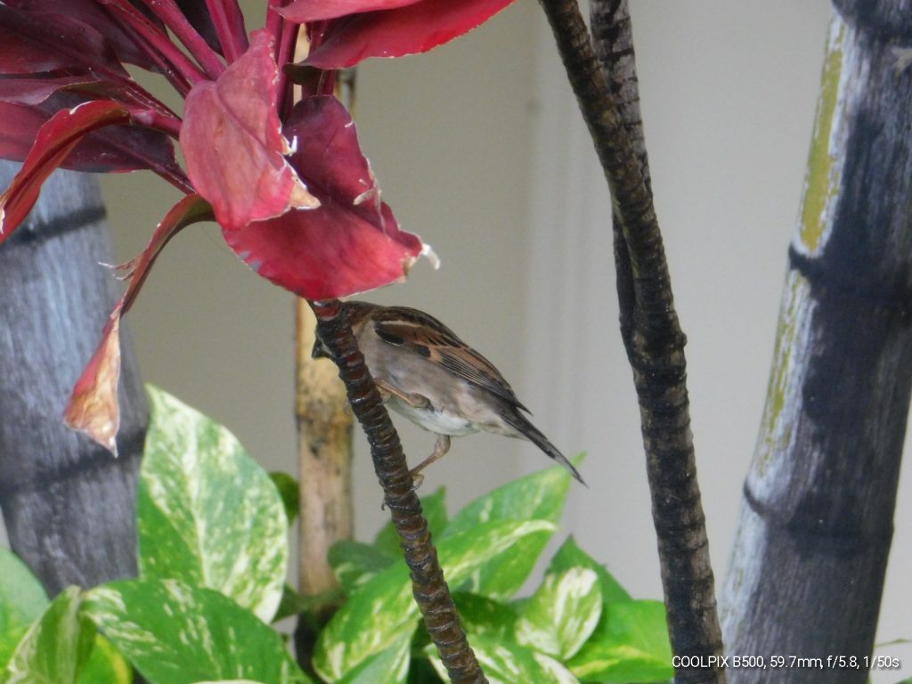 House sparrow on a flower. Luckily I can still watch birds during MS travel.