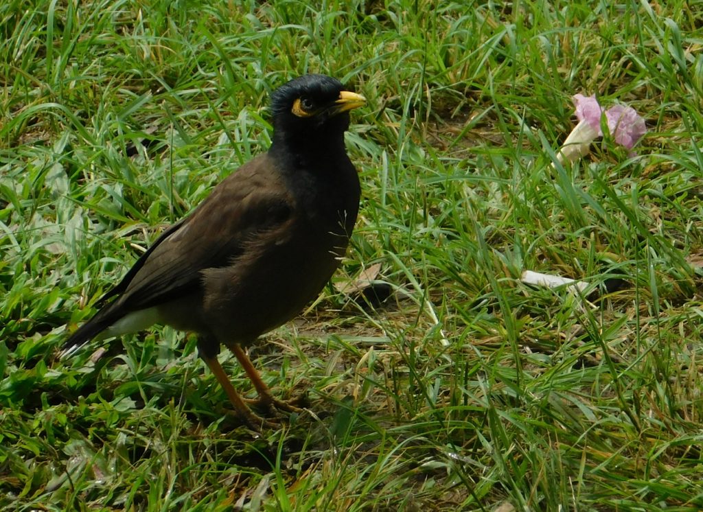 Myna bird in Hawaii