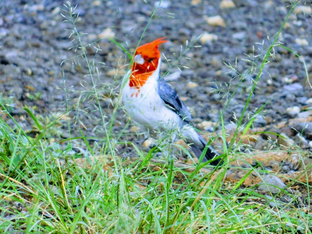 Red-crested cardinal. A common bird on Oahu, Hawai'i