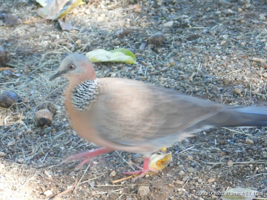 Spotted dove, one of the many invasive species in Hawaii, thanks to us humans.