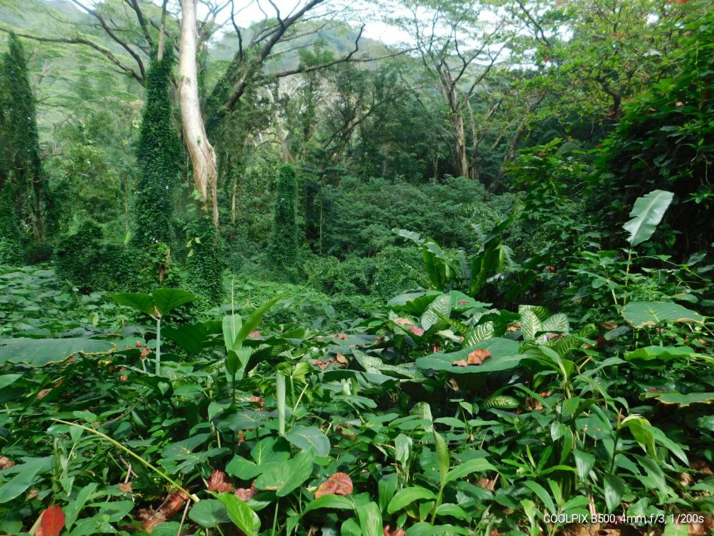 Manoa Falls trail hiking in the jungle of Oahu