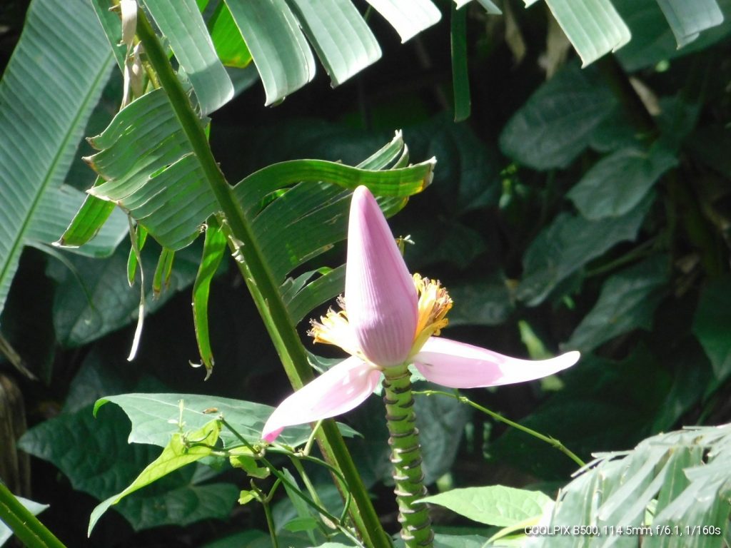 Beautiful banana flower during our Manoa Falls trail hiking 