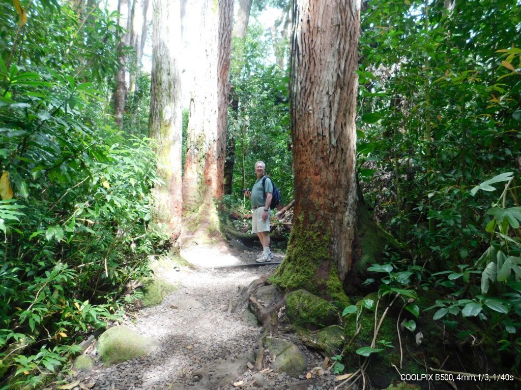 Our Carpe Diem between huge trees in the tropical rain forest during our Manoa trail hiking