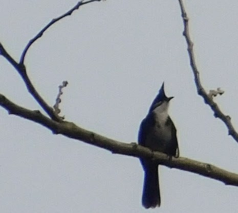 Bulbul bird sitting on a tree branch.