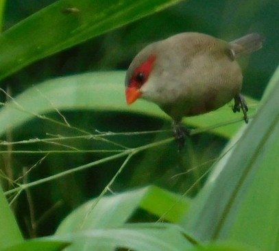 Small bird with a red mask around its eyes and an orange beak during Manoa trail hiking