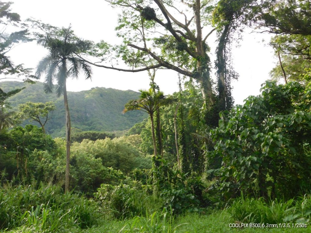 Overlooking the Manoa Valley, tropical rain forest, getting lost and catching fire. 