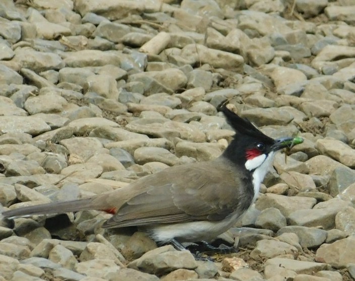 Bulbul bird on rocks, eating a cricket. Bird watching on the Manoa Falls Trail hike.