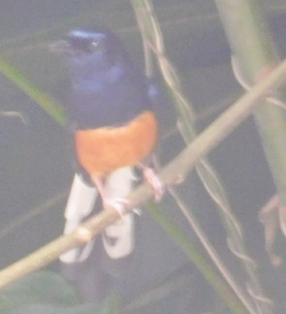 Yet another introduced bird to Hawaii which we saw on our Manoa Trail hike.