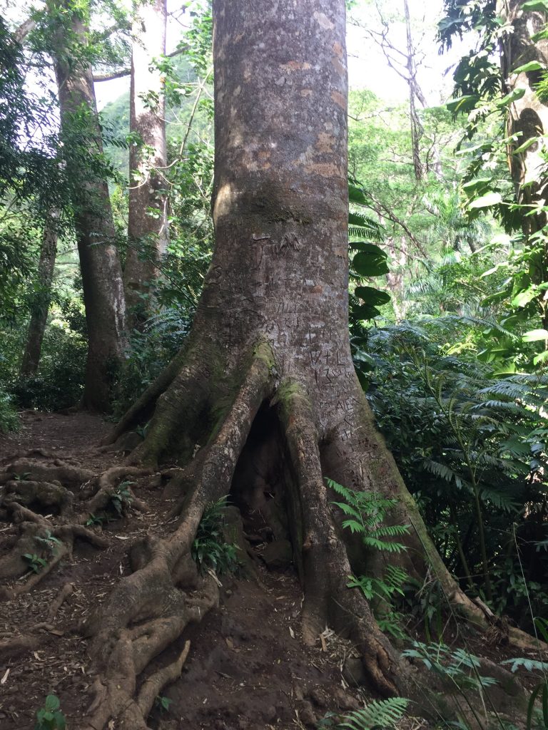 Huge tree roots on the Manoa Falls trail