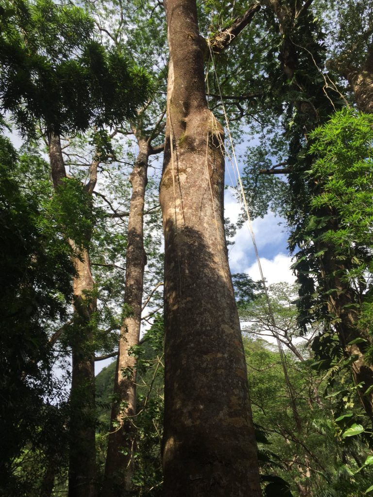 Huge trees, all around us during our Manoa Falls trail hiking