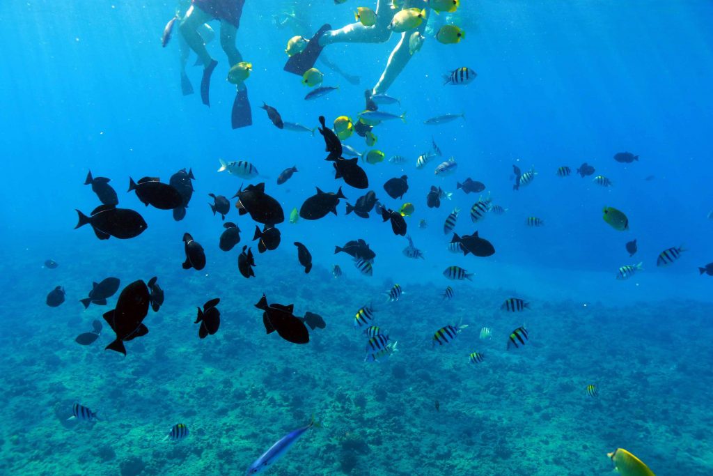 Tropical fish and two snorkelers at Electric Beach, Oahu