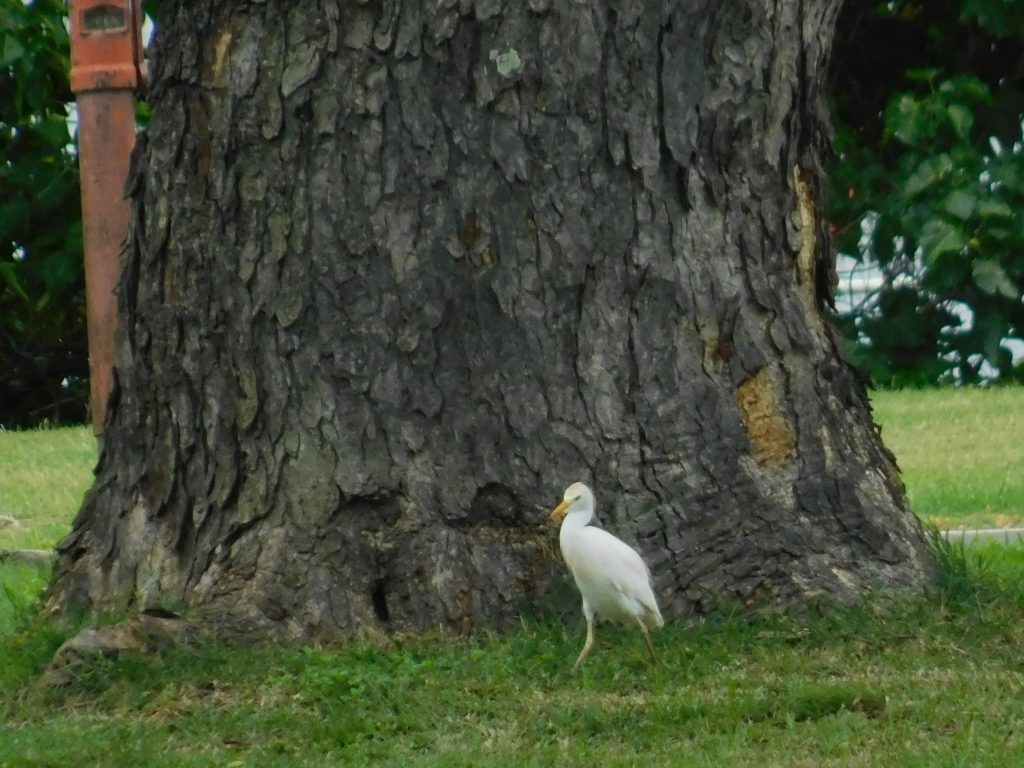 Cattle egret in front of a big tree on Ford Island