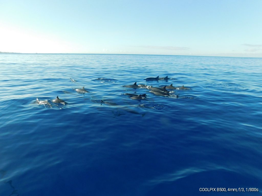 spinner dolphins in Oahu