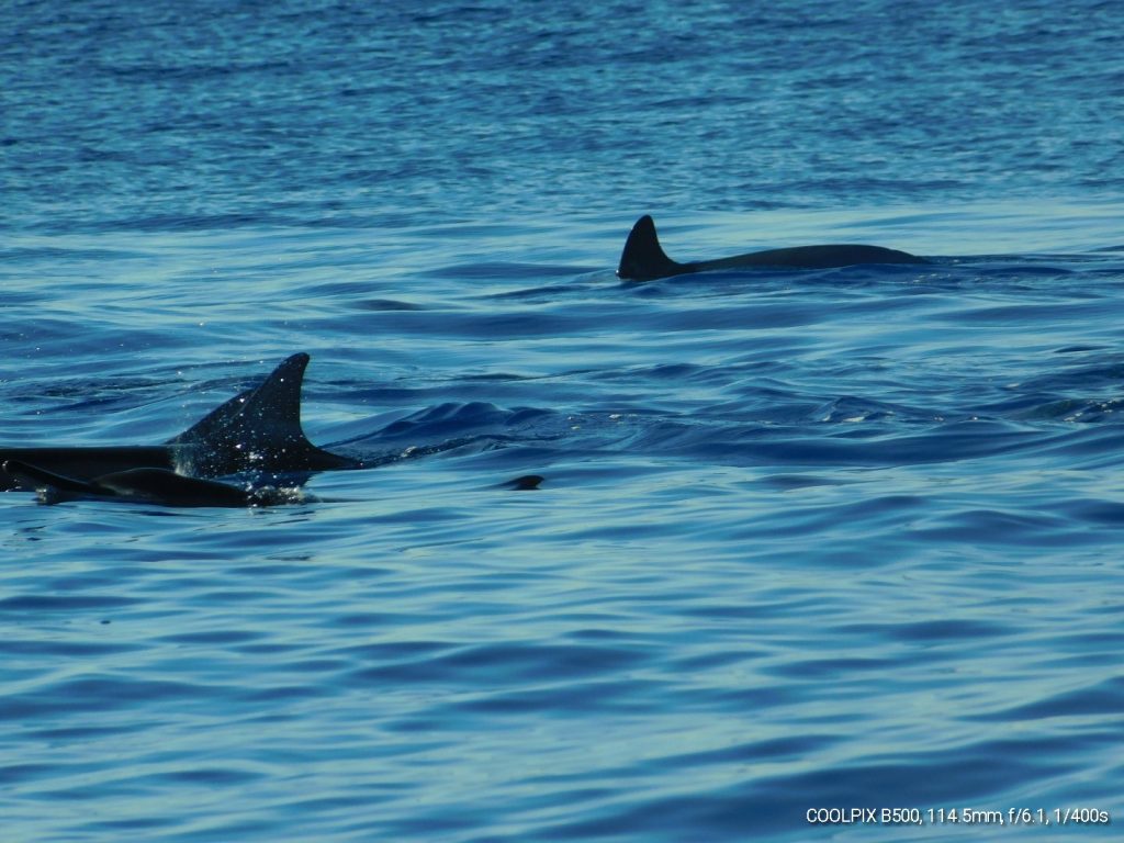 Two dolphins in the ocean around Oahu