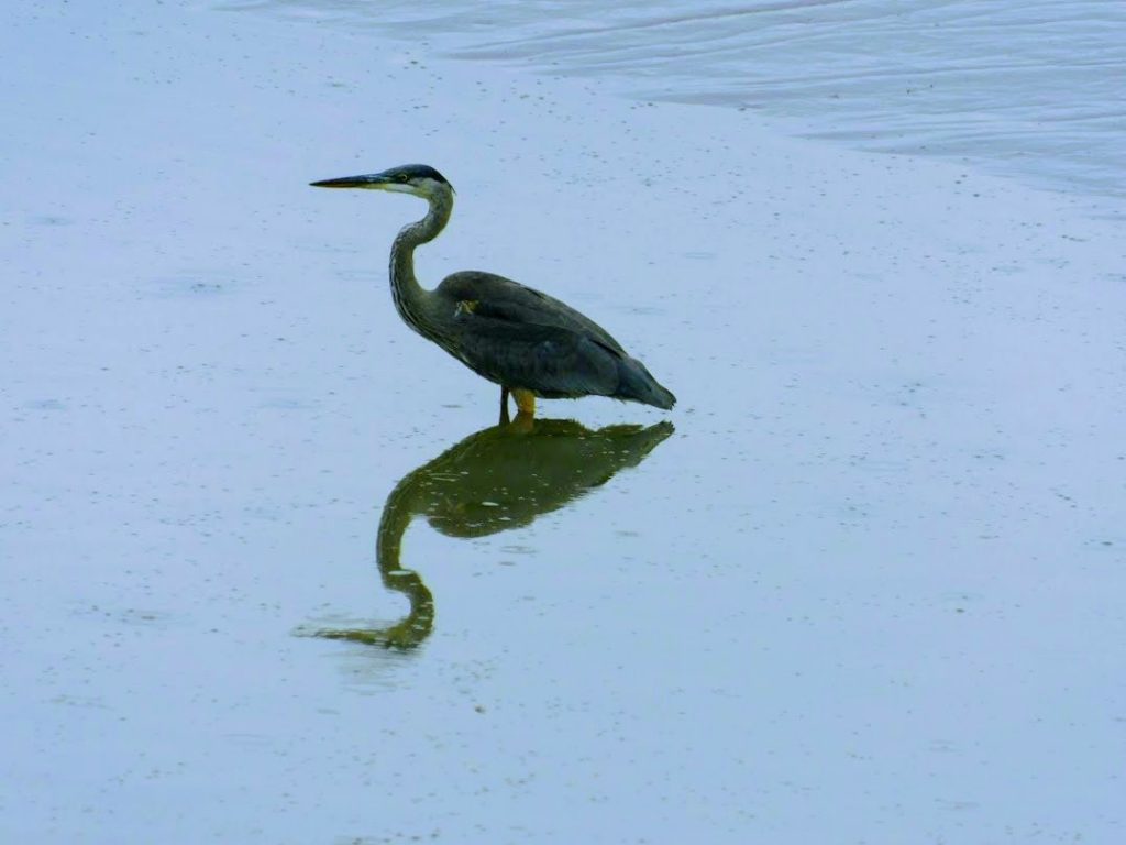 Blue heron in shallow water, meditating on starting yoga. 