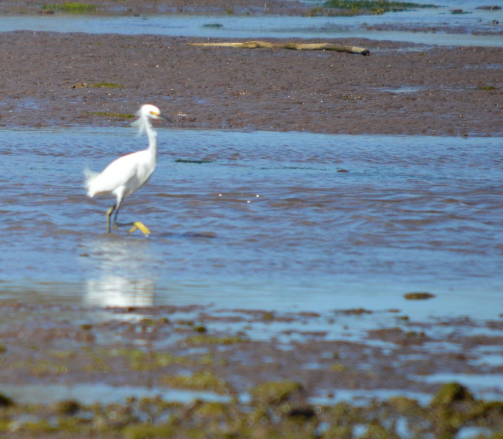 Great egret in shallow water, clearly a warrior getting ready to strike at a fish.
