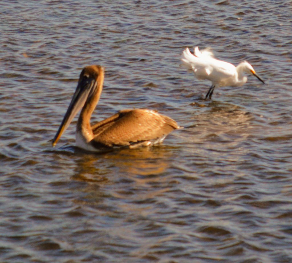 Brown pelican and egret