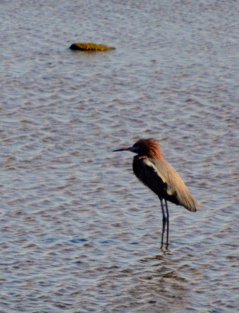 Reddish egret in shallow water. You too can do a mountain pose, if you just start yoga.