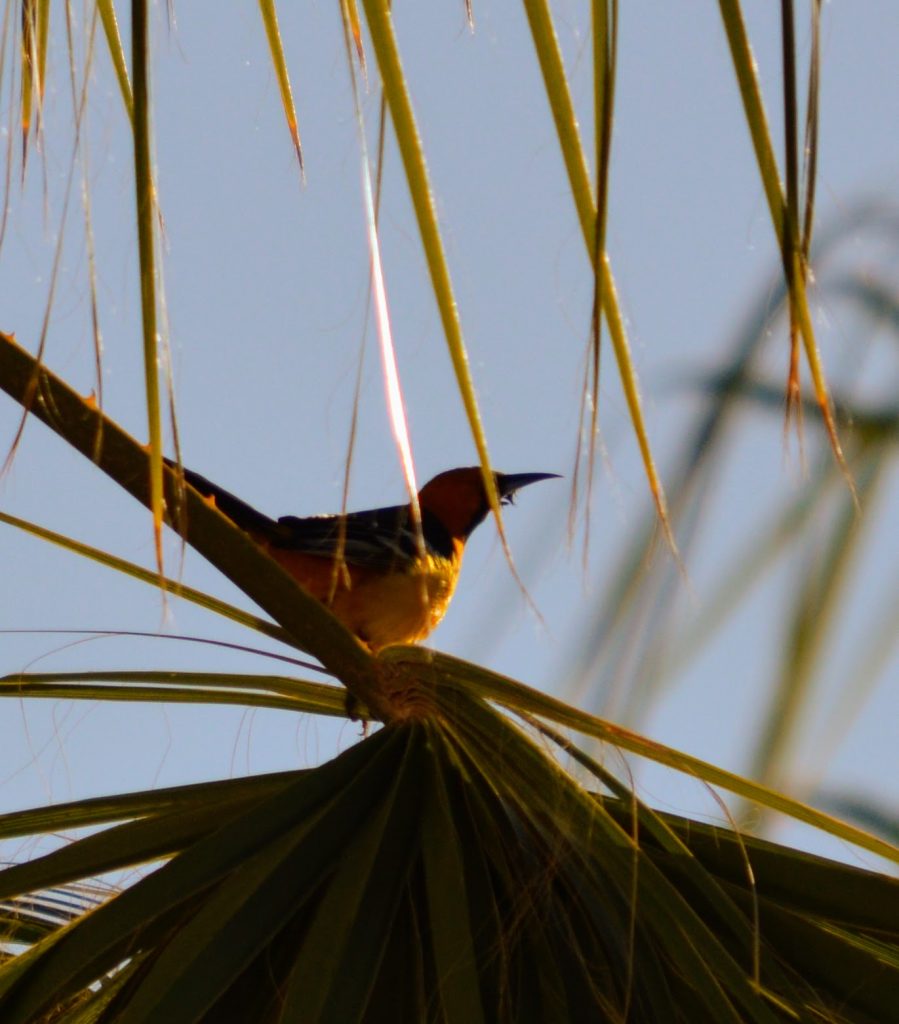 Oriole in palm tree, inspiration for my tree pose after I started yoga for MS