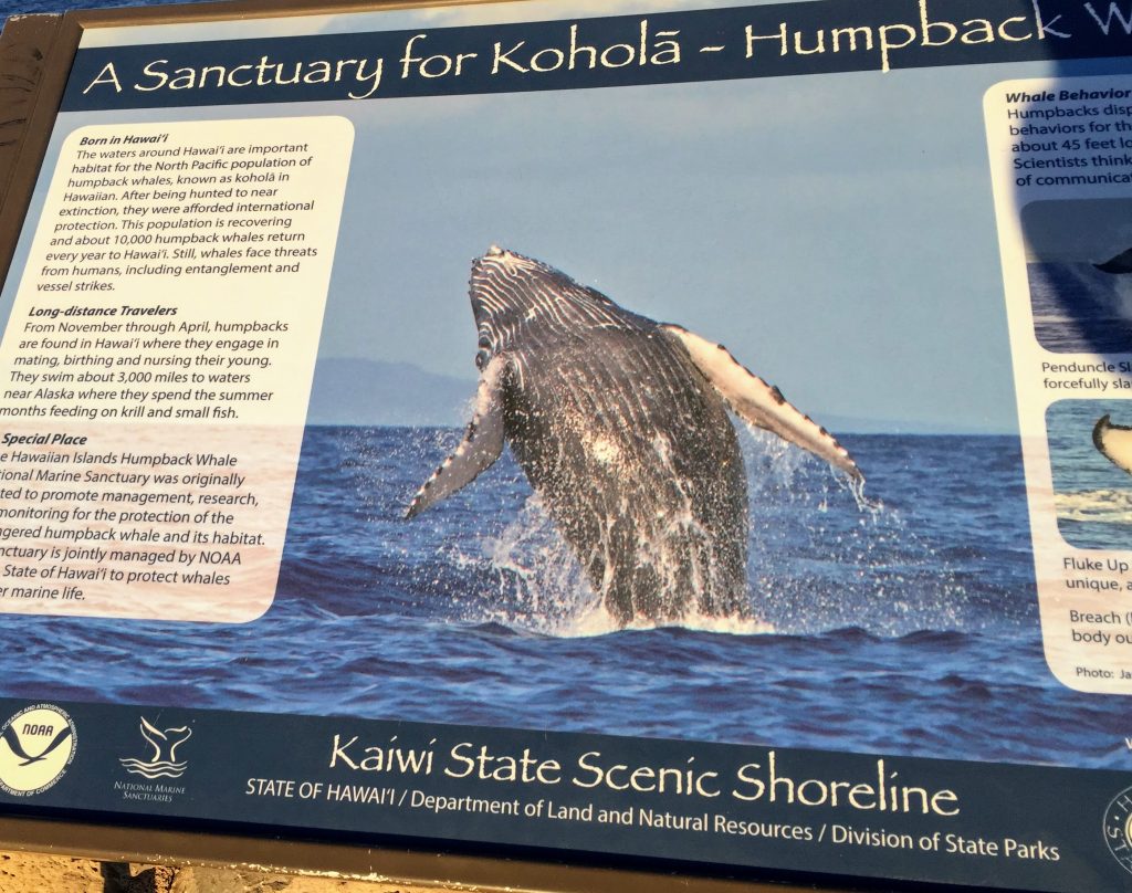 A sanctuary for Kohola - humpback whales on Makapuu lighthouse trail
