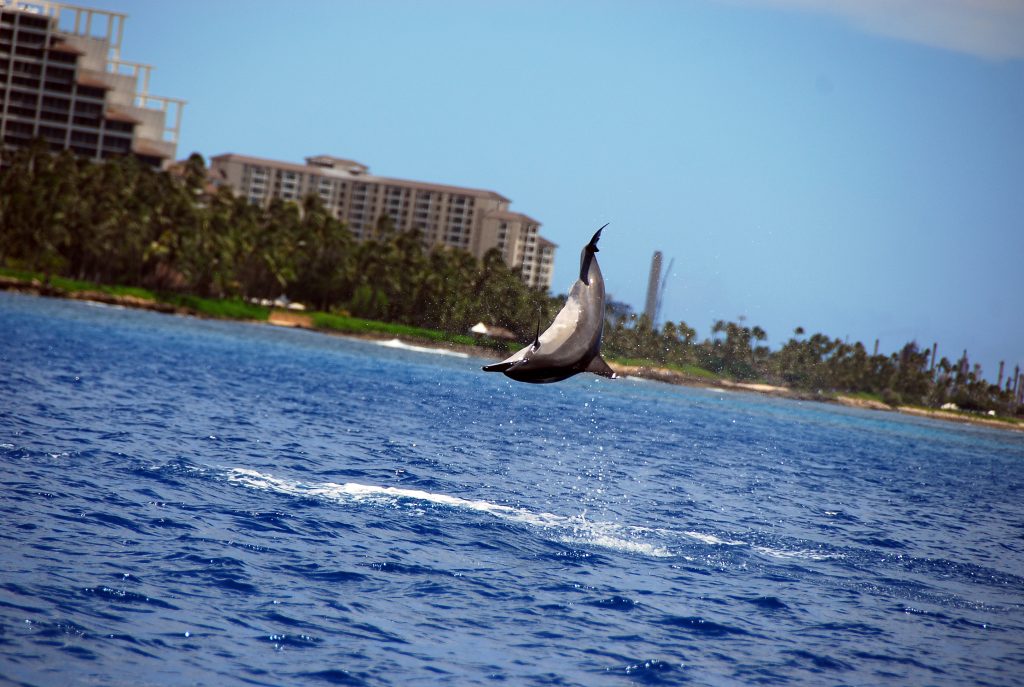 Spinner dolphin jumping with Oahu coast in the background. 