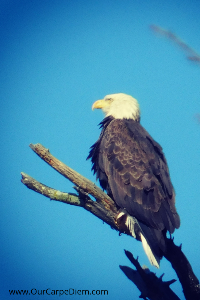 Earth Day is every day for the Eagles