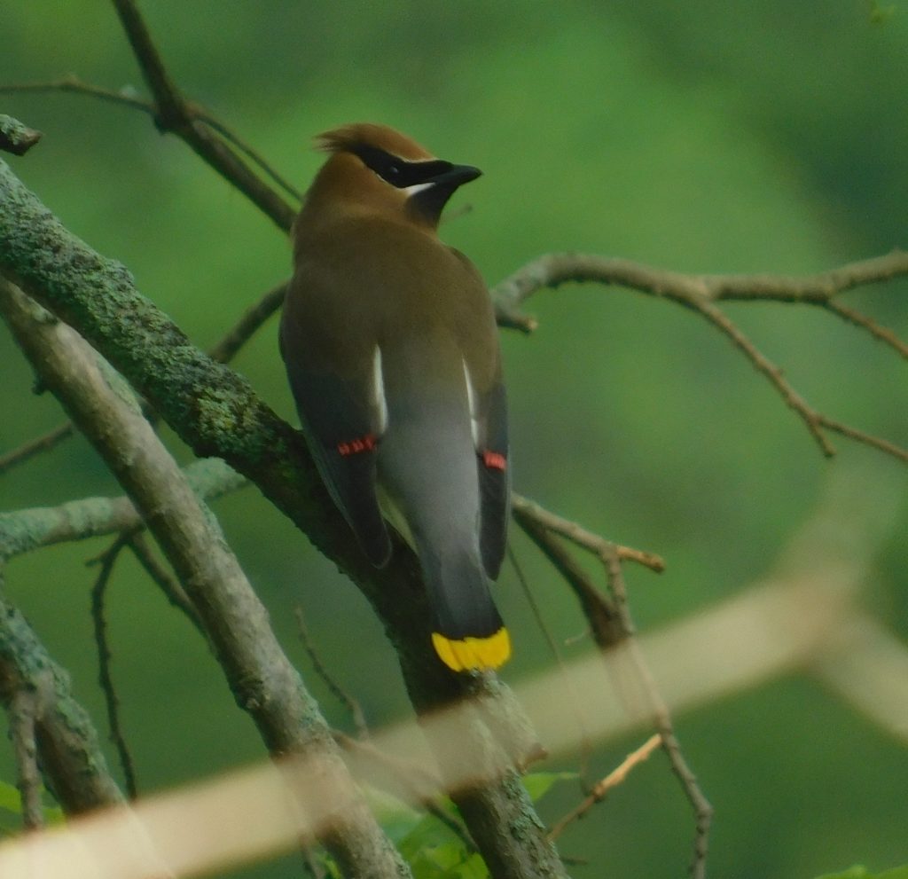 Cedar waxwing in a tree. Bird watching is not only eagles. 