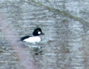 Common Golden Eye duck, nice find during our spring birding while social distancing. 