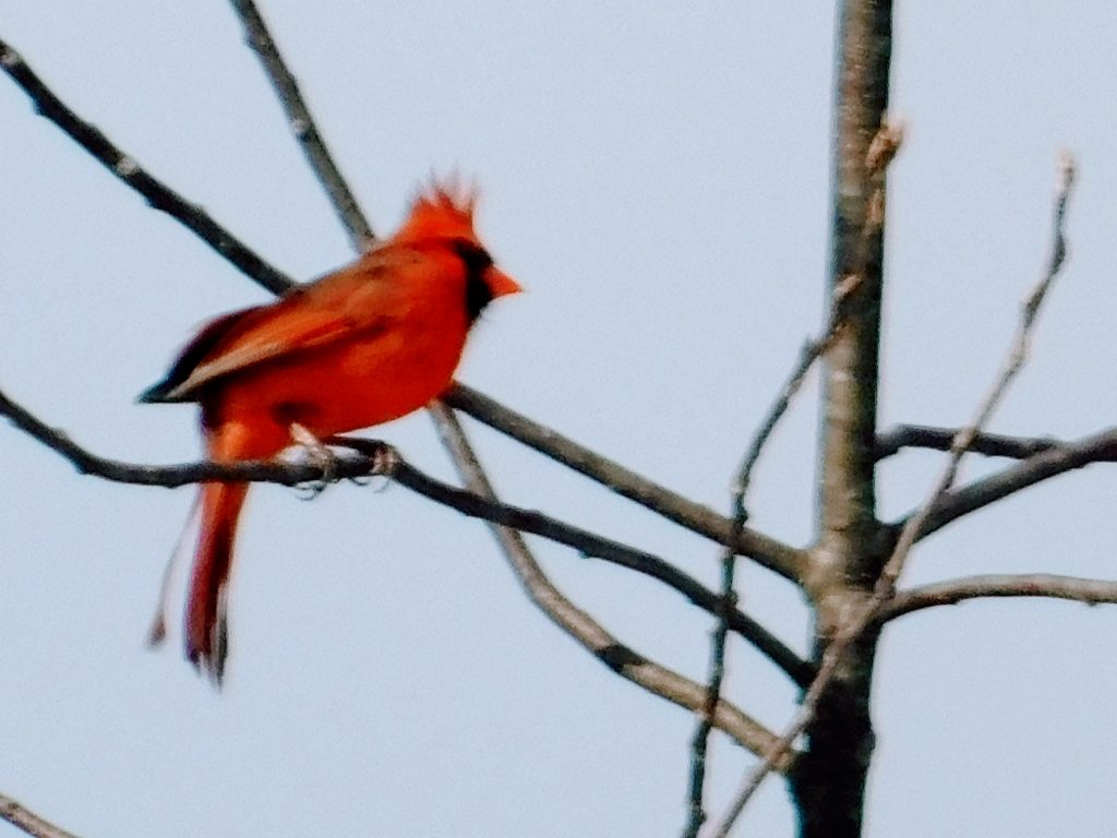 Cardinal with punk hair, practicing his social distancing