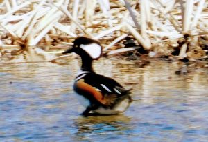 Male hooded merganser socially distancing from us