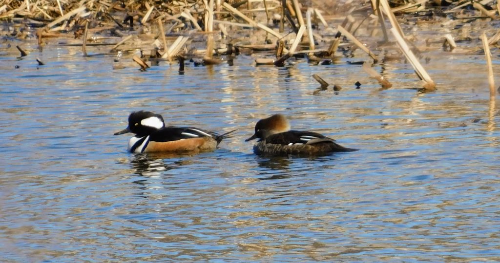 Hooded mergansers, male and female
Birding makes me happy and we socially distance ourselves. 