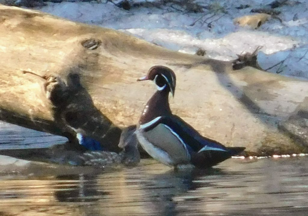 Wood duck!! Yay for social distancing by birding.  