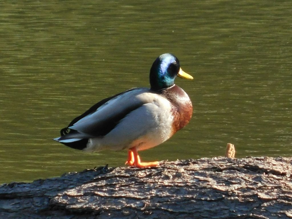 Not my favorite bird, but still beautiful