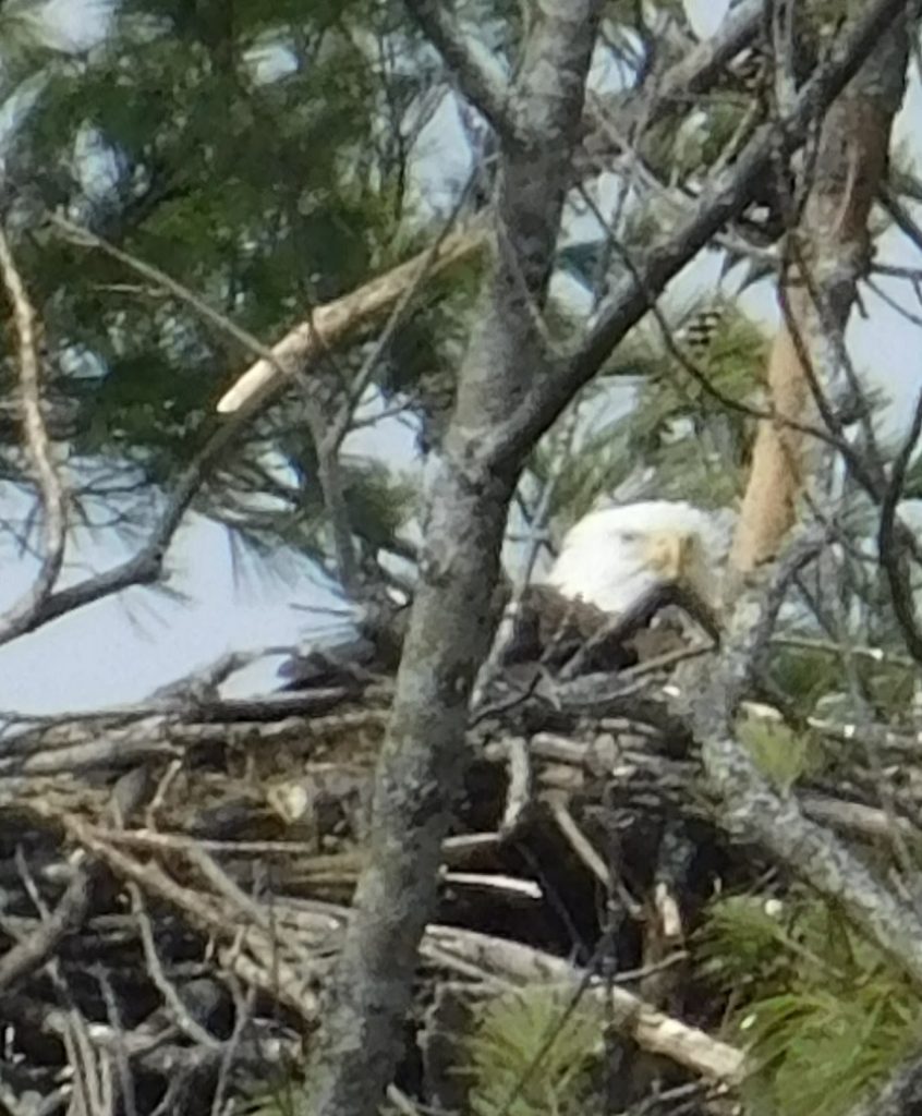 Our Eagle Eleanor on her nest, looking at us. It was such a pleasure to watch these eagles almost every day. Also on Earth Day of course