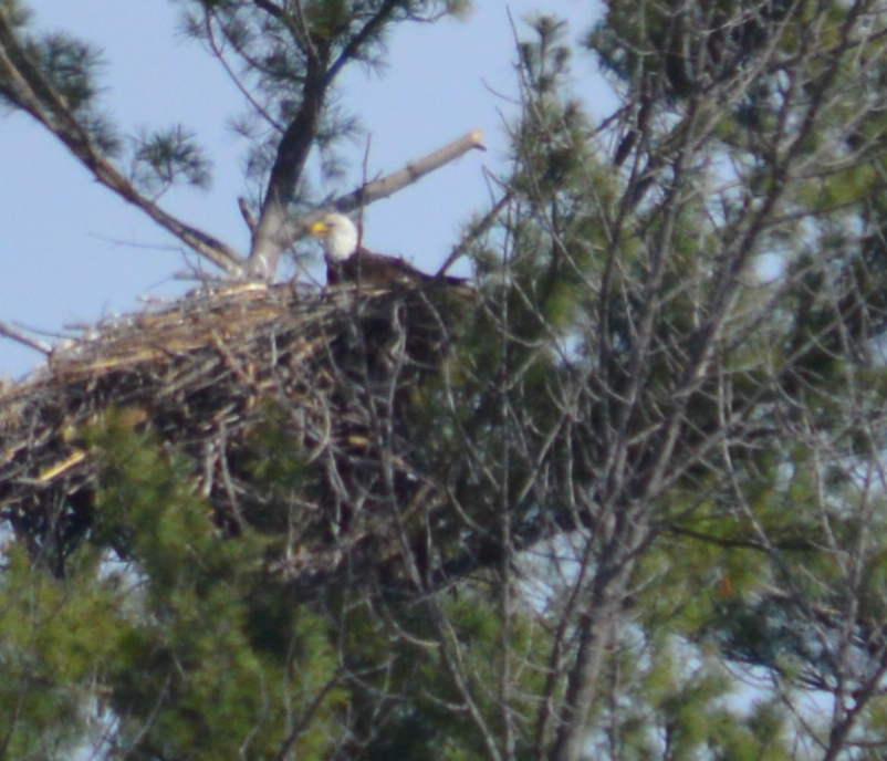 Bald eagle in their nest. Social distancing by birding!