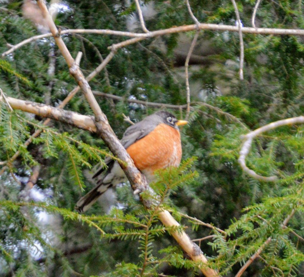 Rockin Robin in an ever green tree
