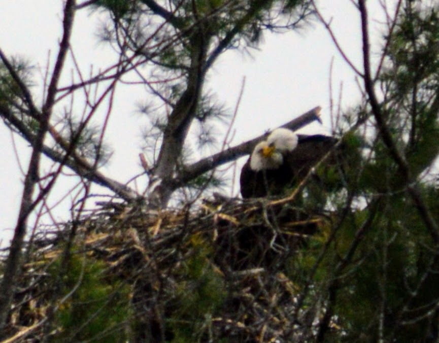 Two bald eagles in their nest, discussing how to use of the Personal Capital /Empower sign up bonus