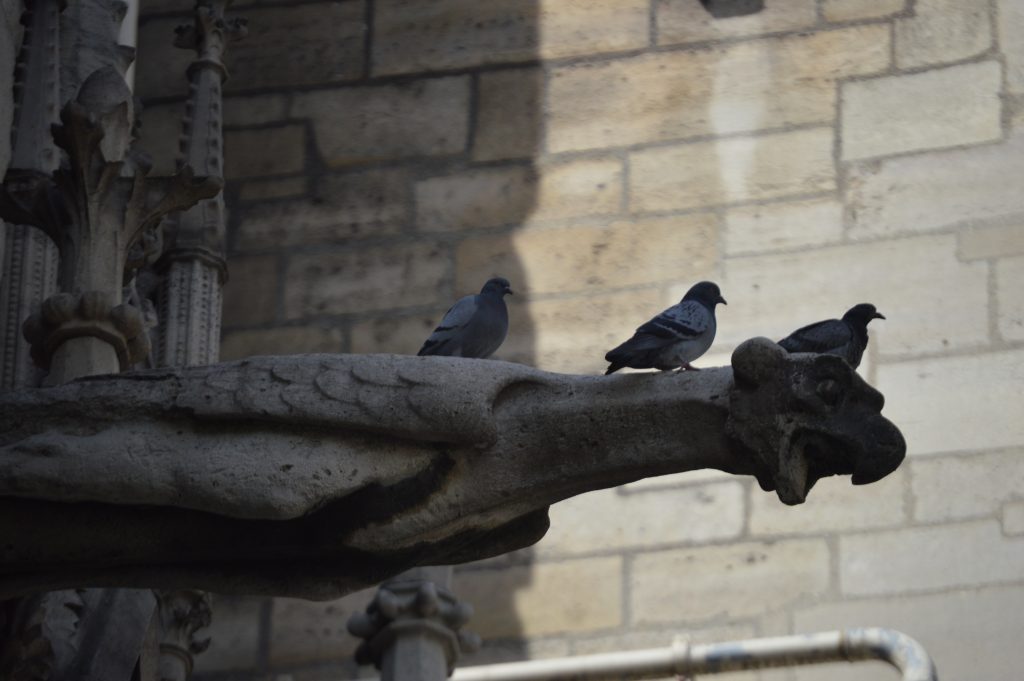 gargoyles at the Notre-Dame de Paris