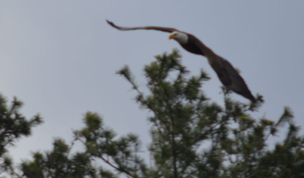 Eagle Edward flying over the treetops, when we were watching our eagles. 