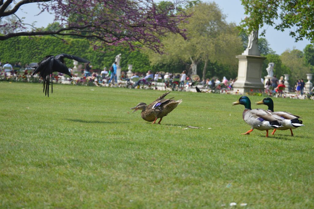 Raven - mallard standoff at the Tuileries, a free park in Paris