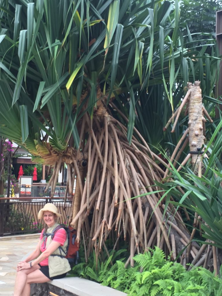 Karen next to a very rooty plant pondering what to eat after her first surfing lesson