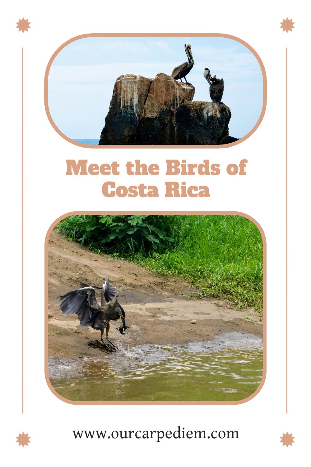 Meet the birds of Costa Rica and learn where to find them. The zany zanate and the marvelous Mrs Motmot. Did you know that some birds eat crocodiles? What about these prehistoric looking birds? Do frigate birds STEAL their food instead of doing their own hunting? Have you ever seen a gull on top of a pelican’s head? #OurCarpeDiem #birding #CostaRica #TarcolesRiver #Puntarenas