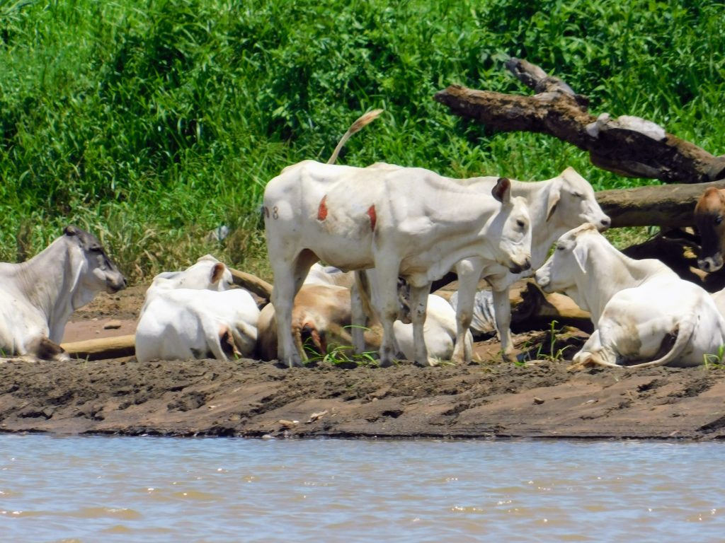 Cows do not predate on crocodiles. 